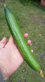 gurke3.juli.webp