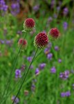 Allium_Purple Rain_makro_700.JPG