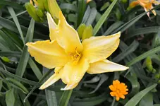 2017-06-26 Taglilie.webp