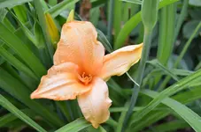 2017-06-26 Taglilie DankeElke.webp