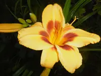 P1010229lilie.webp