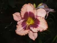P1010228lilie.webp