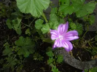 P1010227wilde malve.webp