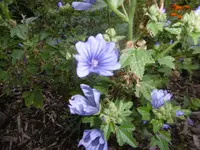 P1010225blaue malve.webp