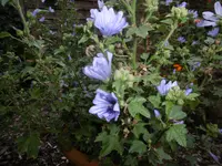 P1010224blaue malve.webp