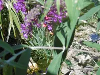 P1010223flieder.webp