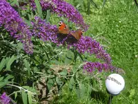 P1010222flieder.webp
