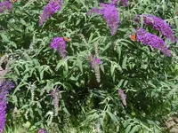 P1010221flieder.webp