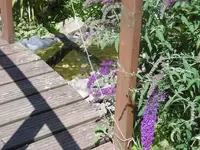 P1010220flieder.webp