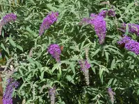 P1010219Flieder.webp