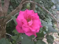 BILD7366.JPG