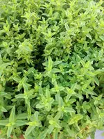 IMG_20170704_073016.webp