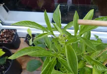 Pepino.webp