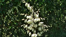 yucca.recurvifolia.x.karlsruhensis.blueht_0124.webp