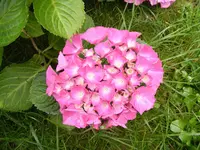 Hortensie makro2.webp