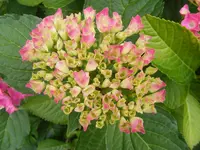 Hortensie makro4.jpg