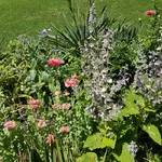 170703 Puschel Muskateller.webp