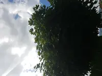 1499173116593660363650.webp