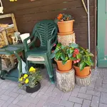 170703 TG Begonien.webp