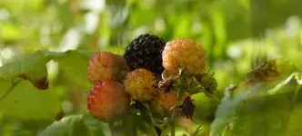 Black Jewel.webp