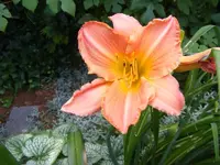 Lilie orange.webp
