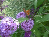 P1010238.webp