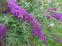 P1010235.webp