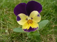 Viola.webp