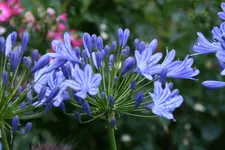 Agapanthus0 315.webp