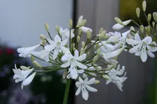 Agapanthus0815.webp