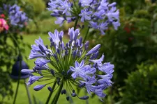 Agapanthus1216JPG.webp