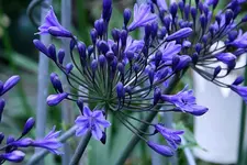 Agapanthus3811.webp