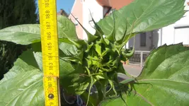 20170705_101659.webp