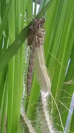 20160609_102248 JGsub Frisch geschlüpft.webp