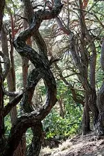 IMG_0368 Baum schw Joa baumeister natur.webp