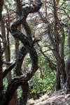 IMG_0368 Baum schw Joa baumeister natur.jpg