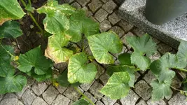 DSC07117.webp