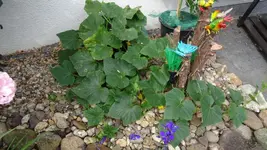 DSC07121.webp