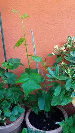 03_20170705_083206_resized.webp