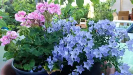 07_20170705_082852_resized.webp