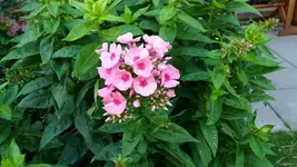 08_20170705_082701_resized.webp