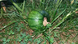 12_20170705_082314_resized.webp