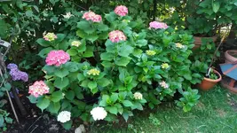 13_20170705_082646_resized.webp