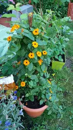14_20170705_082743_resized.webp