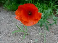 P1010037.webp