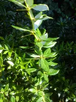 DSC04329.webp