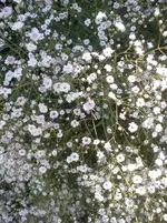 DSC04332.webp