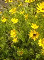DSC04334.webp