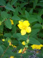 DSC04335.webp