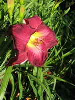 cameroons_600x800.webp